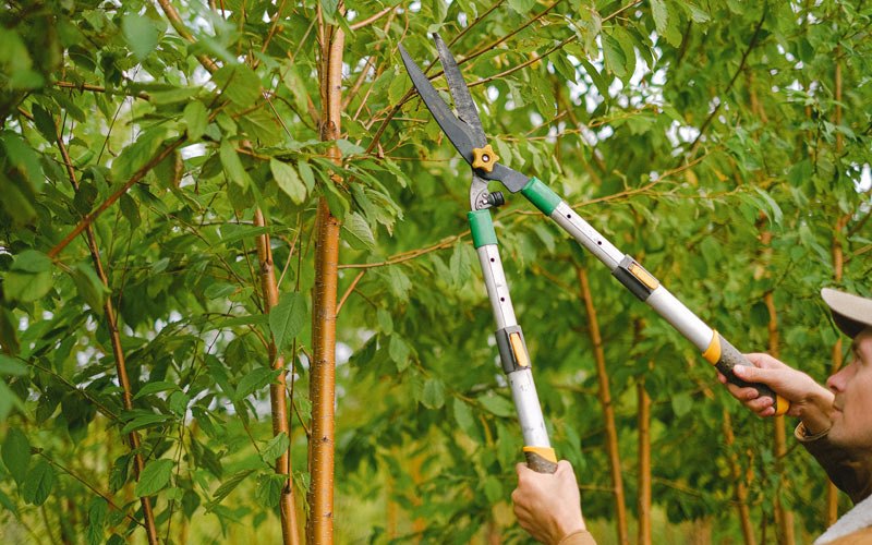 Tree trimming in Bear Branch, KY