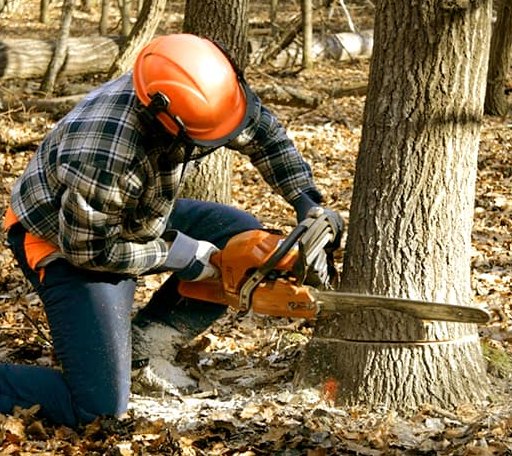 Tree Removal in Bear Branch, KY